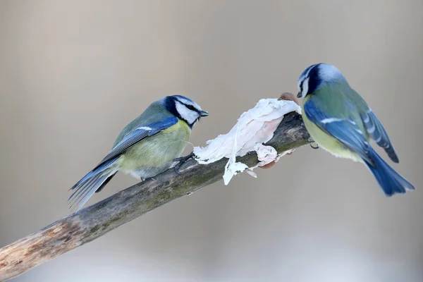 Dwa Niebieskie Cycki Siedzi Gałęzi Pobliżu Kawałka Tłuszczu Wieprzowego — Zdjęcie stockowe