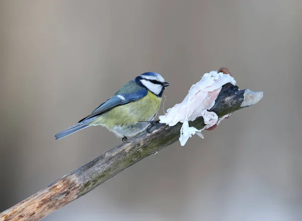 One Blue Tits Sits Branch Piece Pork Fat — Stock Photo, Image