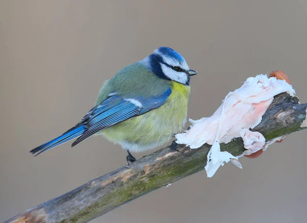 Eine Blaumeise Sitzt Auf Einem Ast Neben Einem Stück Schweinefett — Stockfoto