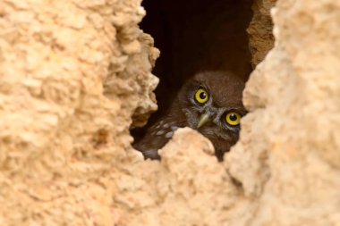 Genç bir baykuş delikten dış dünyaya bakar.