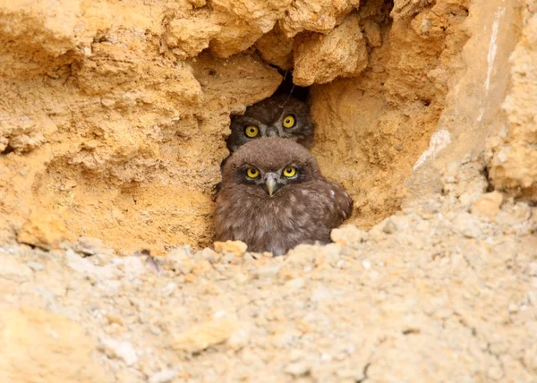 Dvě Malé Sovy Žlutýma Očima Pozorují Svého Hnízda — Stock fotografie