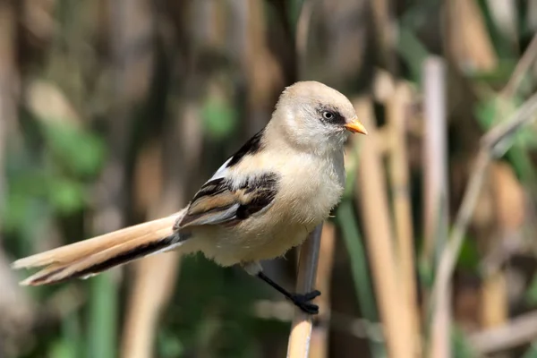 Adult Female Bearded Tit Sits Reed Close Photo — 스톡 사진