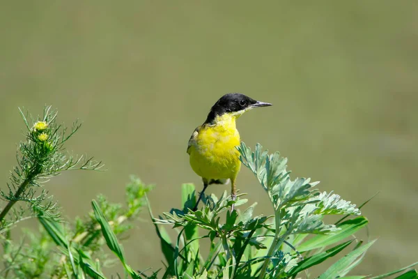 Cabeça Preta Wagtail Senta Uma Grama Verde Fundo Verde Desfocado — Fotografia de Stock