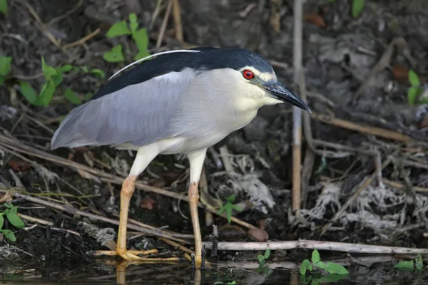 Zeer Dichtbij Foto Van Een Volwassene Avond Reiger Staat Een — Stockfoto