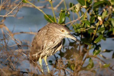 Sabahki çiğ tanesinden ıslanmış genç bir balıkçıl fotoğrafı.
