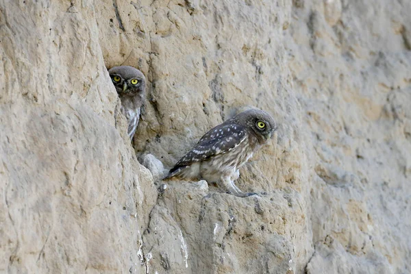 funny portraits of a little owl filmed on wires and near a nest in a clay cliff. Chicks and adult birds