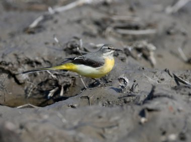 Gri bir kuyruk (Motacilla cinerea) portresi. Bir kuş yiyecek aramak için göletin bataklık kıyısında yürüyor.