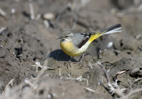 Portrét Šedého Ocasu Motacilla Cinerea Pták Kráčí Bažinatém Břehu Rybníka — Stock fotografie