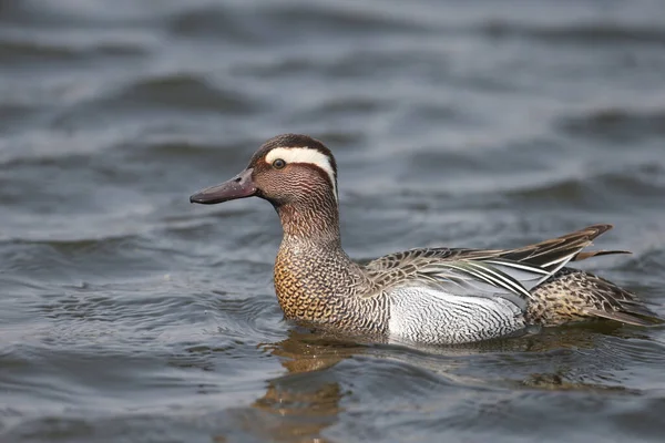 Foto Primer Plano Male Garganey Spatula Querquedula Plumaje Reproductivo Nada —  Fotos de Stock