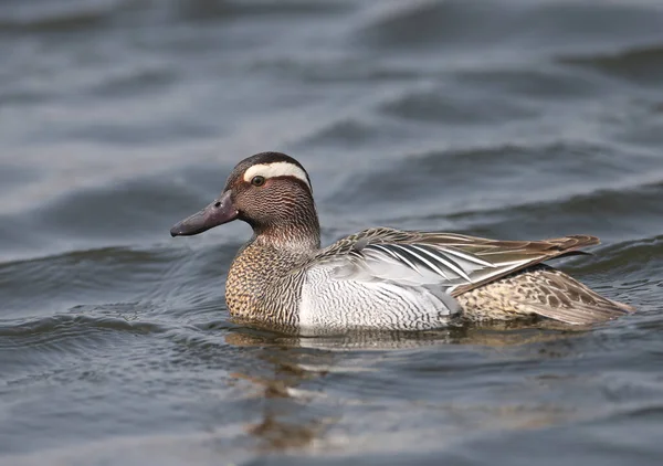 Närbild Foto Manlig Garganey Spatula Querquedula Avel Fjäderdräkt Simmar Blått — Stockfoto