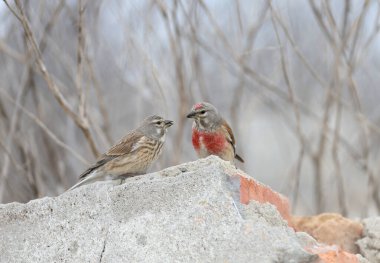A pair of common linnet (Linaria cannabina) in mating plumage sits on stones. Birds were taken during ritual feeding. clipart