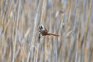 Erkek sakallı sazlar (Panurus biarmicus), sazlık sapları ve ağaç dalları üzerinde doğal bir yaşam alanında fotoğraflanır. Yakın çekim ve sıra dışı fotoğraflar.