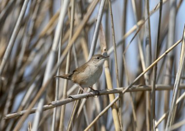 Üreme tüylerinde Savi 'nin ötleğeni (Locream ella luscinioides) sazlıkların üzerinde otururken yakın plan çekilmiş.