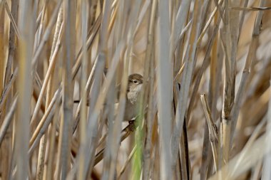 Üreme tüylerinde Savi 'nin ötleğeni (Locream ella luscinioides) sazlıkların üzerinde otururken yakın plan çekilmiş.