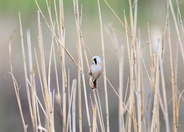 Roseau Barbu Panurus Biarmicus Mâle Est Photographié Sur Des Tiges — Photo