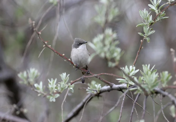 Den Mindre Vitstrupen Sylvia Curruca Fotograferas Närbild Grenarna Blommande Buskar — Stockfoto