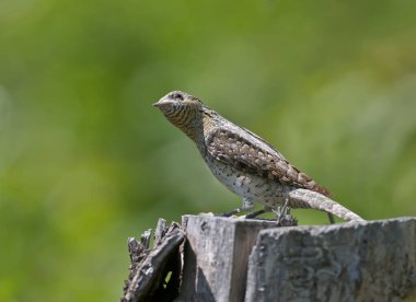 Tek bir kuzey yakası (Jynx torquilla) güzel bulanık yeşil bir arka plana karşı bir dalda otururken yakın çekim