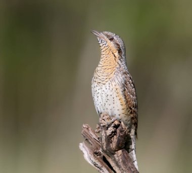 Tek bir kuzey yakası (Jynx torquilla) güzel bulanık yeşil bir arka plana karşı bir dalda otururken yakın çekim
