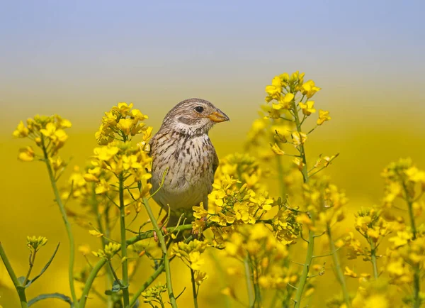 Erkek Mısır Kiraz Kuşu Emberiza Calandra Üreme Tüylerinde Parlak Bulanık — Stok fotoğraf