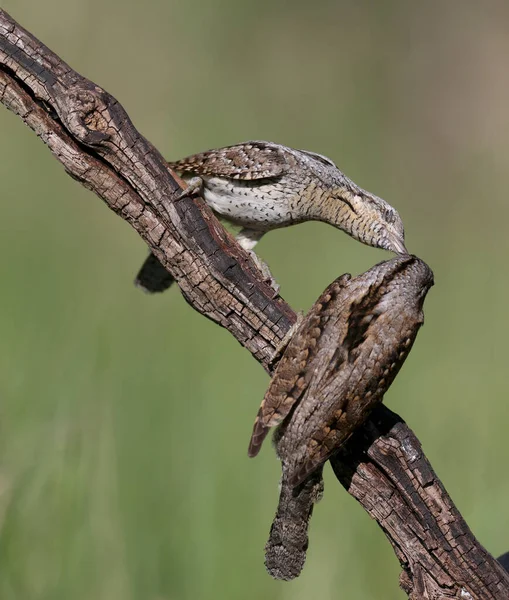 Οικογενειακά Ζευγάρια Του Βόρειου Wryneck Jynx Torquilla Τραβηγμένα Πολύ Κοντά — Φωτογραφία Αρχείου