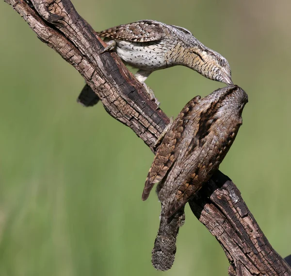 Familienpaare Des Nördlichen Ringelhalses Jynx Torquilla Interessanten Und Erstaunlichen Balzpositionen — Stockfoto