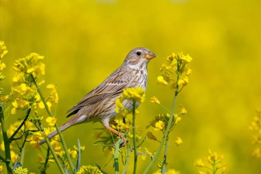 Erkek mısır kiraz kuşu (Emberiza calandra) üreme tüylerinde parlak, bulanık sarı arka plan ve mavi gökyüzünde açan kolza tohumu dallarında filme alınır.