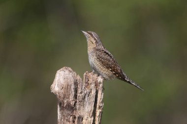 Tek bir kuzey yakası (Jynx torquilla) güzel bulanık yeşil bir arka plana karşı bir dalda otururken yakın çekim