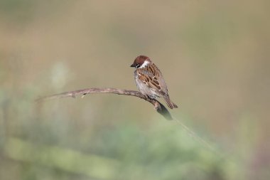 Ağaç Serçesi bulanık arka planda bir dalda oturuyor.