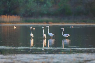Pembe flamingoların eşsiz görüntüleri Ukrayna 'daki Tiligulsky nehrinde kazara uçuyor. Kuşlar uçarken vurulur ve suyun içinde durur..