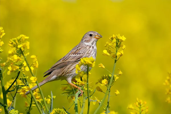 Erkek mısır kiraz kuşu (Emberiza calandra) üreme tüylerinde parlak, bulanık sarı arka plan ve mavi gökyüzünde açan kolza tohumu dallarında filme alınır.