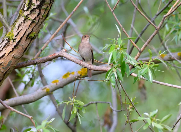 Näktergal Luscinia Megarhynchos Filmad Sittande Trädgren Bland Gröna Blad Vänd — Stockfoto