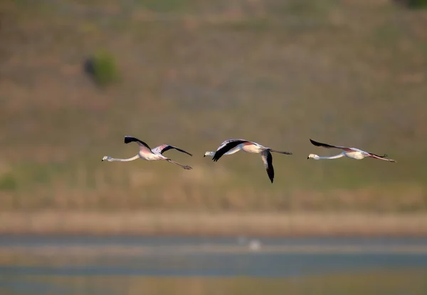Einzigartige Aufnahmen Pinkfarbener Flamingos Die Versehentlich Auf Der Tiligulsky Mündung — Stockfoto