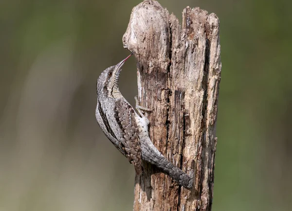 Ένα Ενιαίο Βόρειο Wryneck Jynx Torquilla Πυροβόλησε Από Κοντά Κάθεται — Φωτογραφία Αρχείου