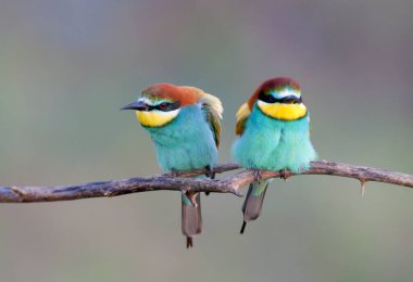 Yalnızlık ve üreme tüyleri içindeki arı yiyici çiftler, yumuşak sabah ışığında dallara çok yakın çekilir ve çok güzel bulanık bir arkaplan karşısında.