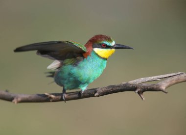 Yalnızlık ve üreme tüyleri içindeki arı yiyici çiftler, yumuşak sabah ışığında dallara çok yakın çekilir ve çok güzel bulanık bir arkaplan karşısında.