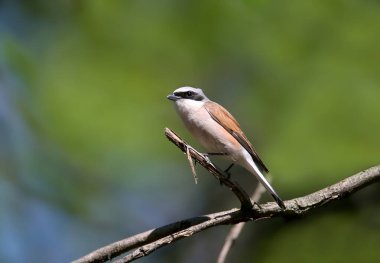 Kırmızı sırtlı bir erkek örümceğin (Lanius collurio) yakın plan sıradışı portresi. Güzel, bulanık yeşil bir arka planda yumuşak bir sabah ışığında alışılmadık bir açıdan çekilen kuş.