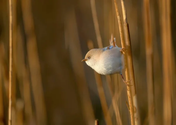 Roseau Barbu Panurus Biarmicus Mâle Femelle Photographié Sur Des Tiges — Photo