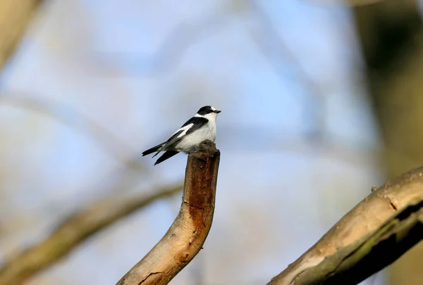 Een Mannelijke Flycatcher Ficedula Albicollis Gefotografeerd Een Tak Tegen Een — Stockfoto