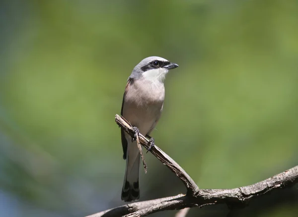 Ungewöhnliches Porträt Eines Männlichen Neuntöters Lanius Collurio Großaufnahme Vogel Aus — Stockfoto