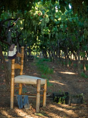 bir İtalyan kırsal kesimde bir üzüm Ekim