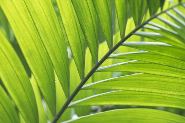 Tembul palmiye yaprak yayılma ve güzel yeşil yaprakları na ruh