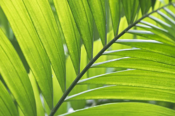 Tembul palmiye yaprak yayılma ve güzel yeşil yaprakları na ruh