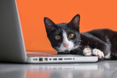 Kara kedi bilgisayar başında bir geliştirici olarak online çalışma