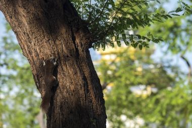 Tayland bir mola için bekleyen eski araba.