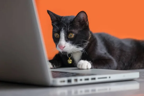 Czarny kot, pracy przy komputerze jako deweloper online — Zdjęcie stockowe