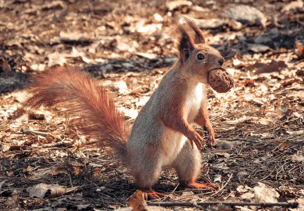 Protein with a nut — Stock Photo, Image