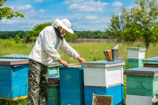 Beekeeper is working with bees and beehives on the apiary. Beekeeper on apiary.