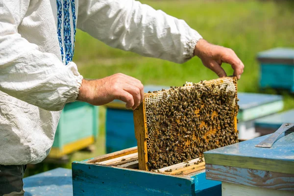 L'apicoltore considera api in favi con una lente d'ingrandimento . — Foto Stock