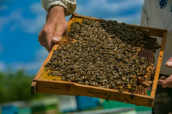 L'apicoltore considera api in favi con una lente d'ingrandimento . — Foto Stock