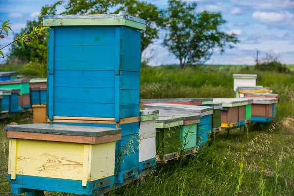 Κνίδωση σε ένα μελισσοκομείο με μέλισσες που πετούν προς τις σανίδες προσγείωσης σε ένα καταπράσινο κήπο — Φωτογραφία Αρχείου